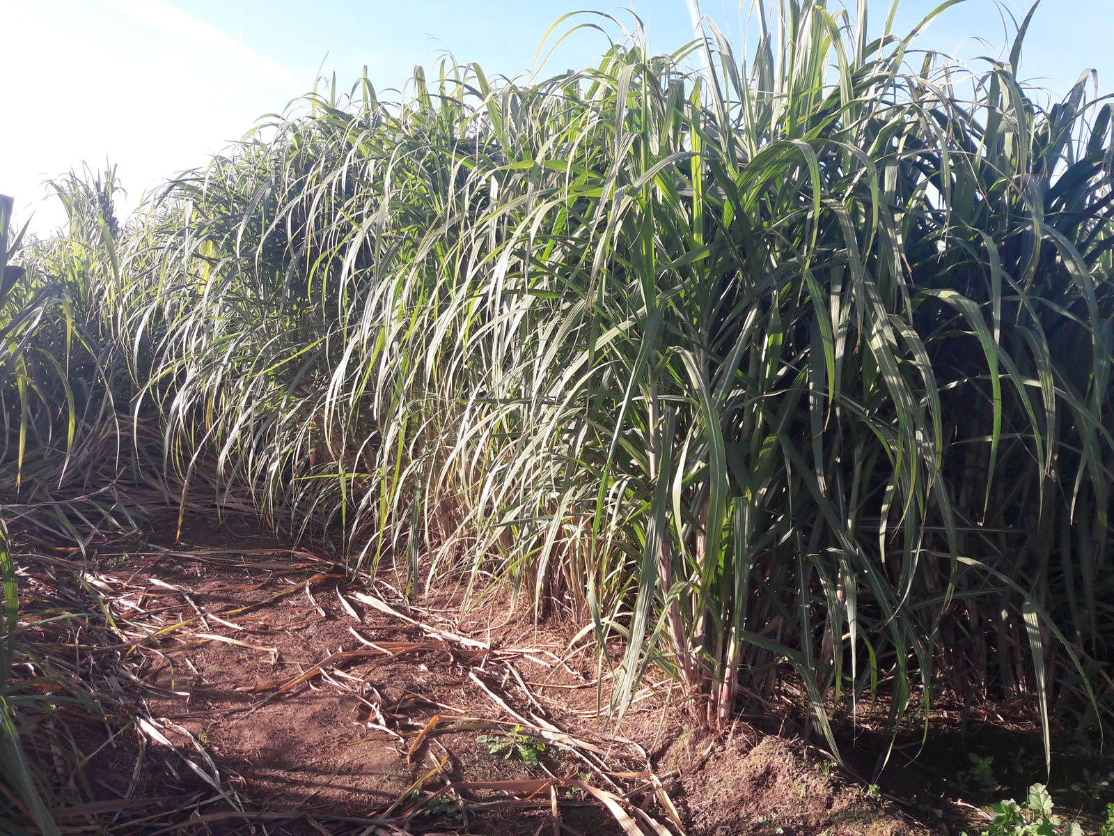 agricultura caña de azúcar