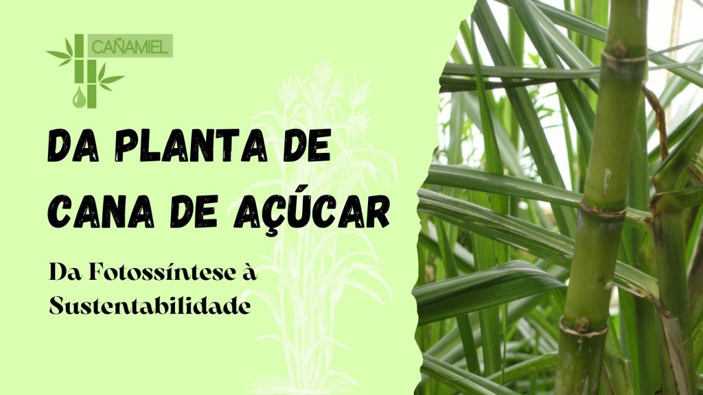 planta de cana de açúcar