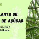 planta de cana de açúcar