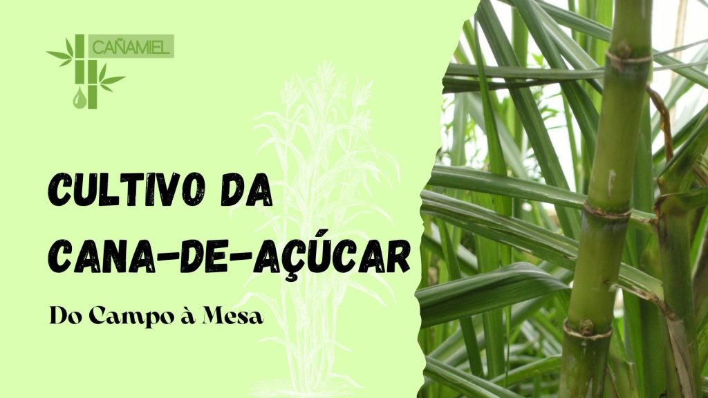 cultivo de cana de açúcar