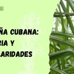 caña cubana