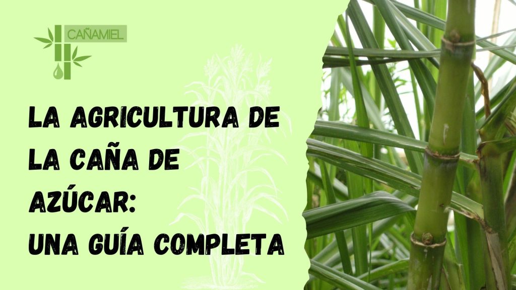 agricultura caña de azúcar