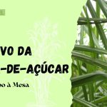 cultivo de cana de açúcar