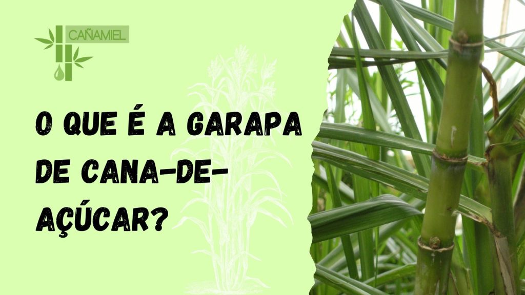 garapa de cana