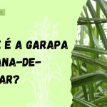 garapa de cana