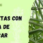 recetas con caña de azúcar