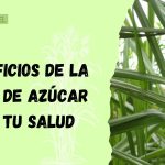 beneficios de la caña de azúcar