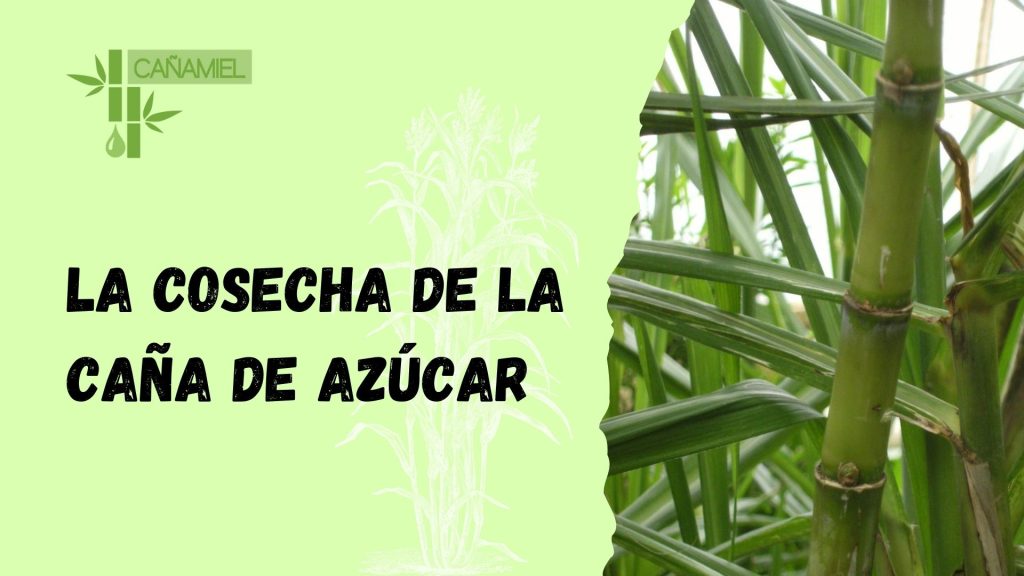 cosecha de la caña de azúcar