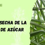 cosecha de la caña de azúcar