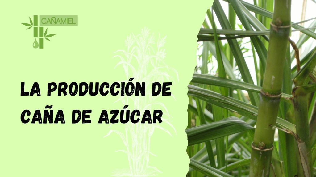 producción de la caña de azúcar