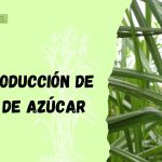 producción de la caña de azúcar